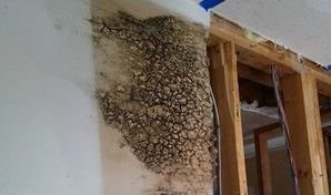 Van Nuys Water Damage Restoration Caused Mold Growth